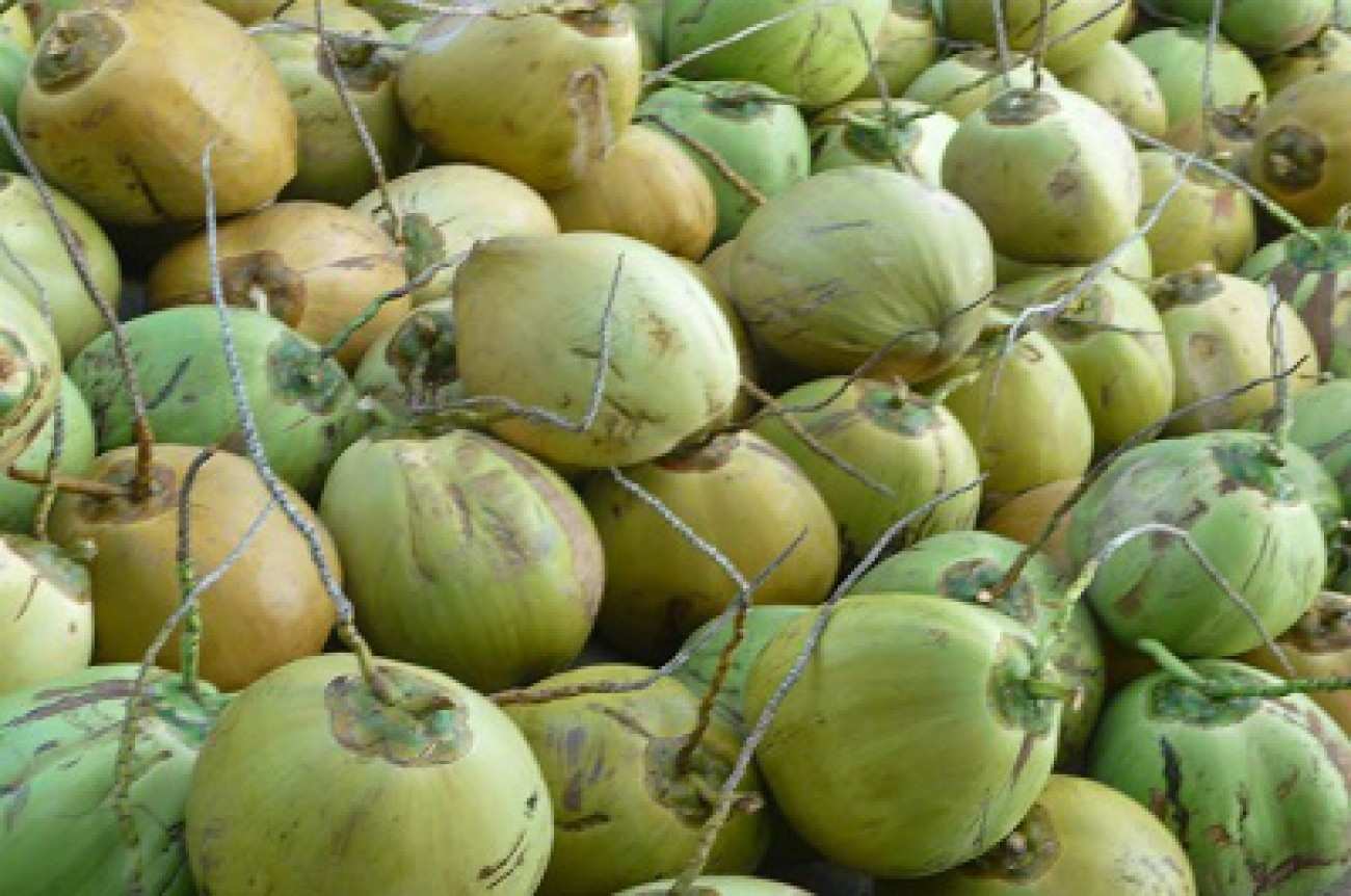 nama nama jenis kelapa