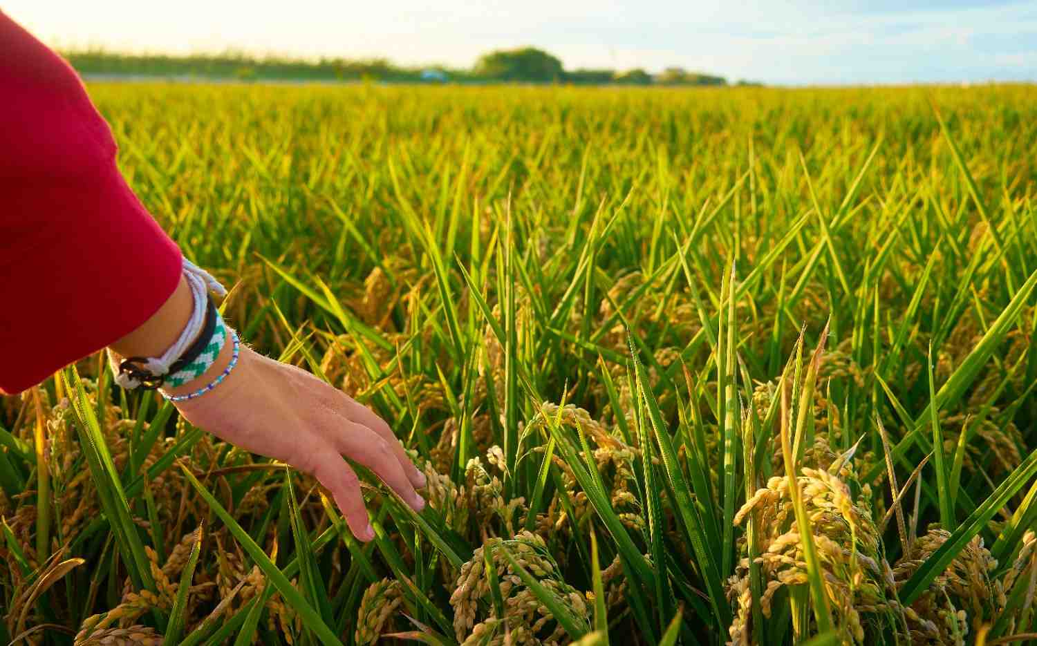 Cara Merawat Mesin Pemotong Padi Supaya Tahan Lama dan Optimal