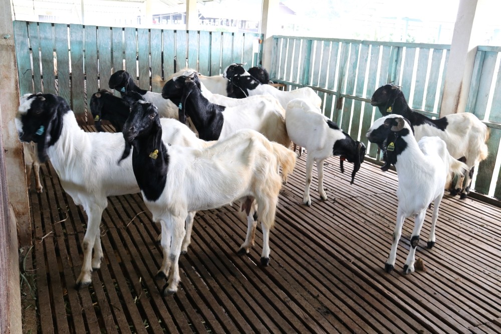 Membangun Kemandirian: Strategi Bisnis Kambing Desa Berkembang
